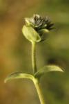 Cerastium glomeratum