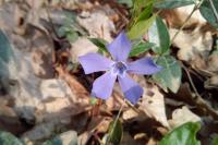Vinca minor