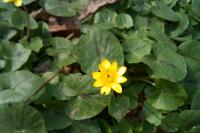 Ficaria verna