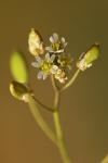 Draba verna