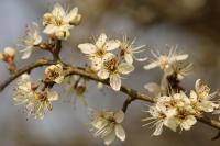 Prunus spinosa