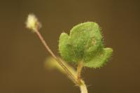 Veronica hederifolia