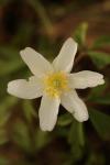 Anemone nemorosa