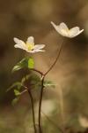 Anemone nemorosa