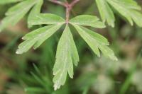 Anemone nemorosa