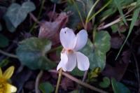 Viola alba