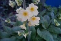 Primula elatior