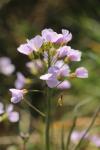 Cardamine pratensis