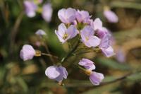 Cardamine pratensis