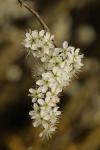 Prunus spinosa