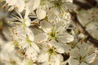 Prunus spinosa