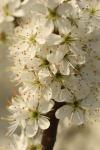 Prunus spinosa