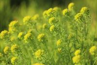 Euphorbia cyparissias
