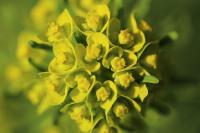 Euphorbia cyparissias