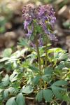 Corydalis solida