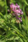 Corydalis solida