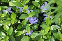 Vinca minor