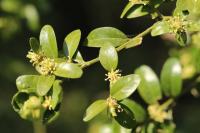 Buxus sempervirens