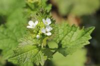 Alliaria petiolata
