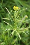 Ranunculus auricomus