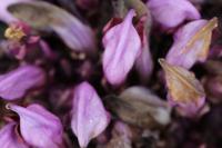 Lathraea clandestina