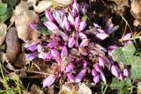 Lathraea clandestina