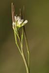 Cardamine hirsuta