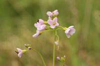 Cardamine pratensis