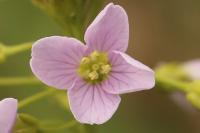Cardamine pratensis