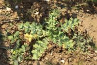 Silybum marianum