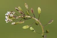 Draba muralis
