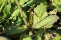 Draba muralis