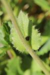 Draba muralis
