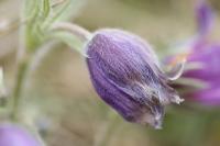Pulsatilla vulgaris