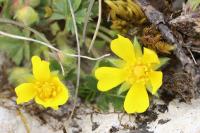 Potentilla verna