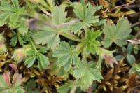 Potentilla verna