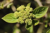 Viburnum lantana