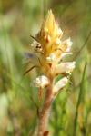 Orobanche picridis-hieracioidis