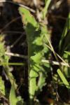 Orobanche picridis-hieracioidis
