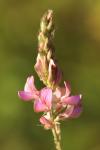 Onobrychis viciifolia