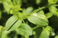 Moehringia trinervia