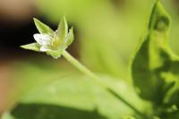 Moehringia trinervia