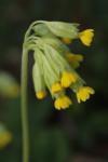 Primula veris