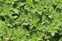 Aphanes arvensis