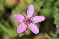 Erodium cicutarium