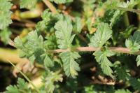 Erodium cicutarium