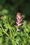 Fumaria officinalis