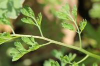 Fumaria officinalis