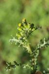 Senecio vulgaris