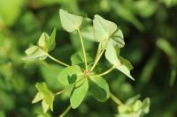 Euphorbia dulcis